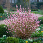 Vŕba štíhlopestíková (Salix gracilistyla) ´MOUNT ASO´® - výška 70-100 cm, kont. C18L